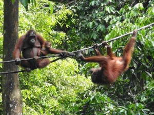 Orang-outan Zoo Singapour