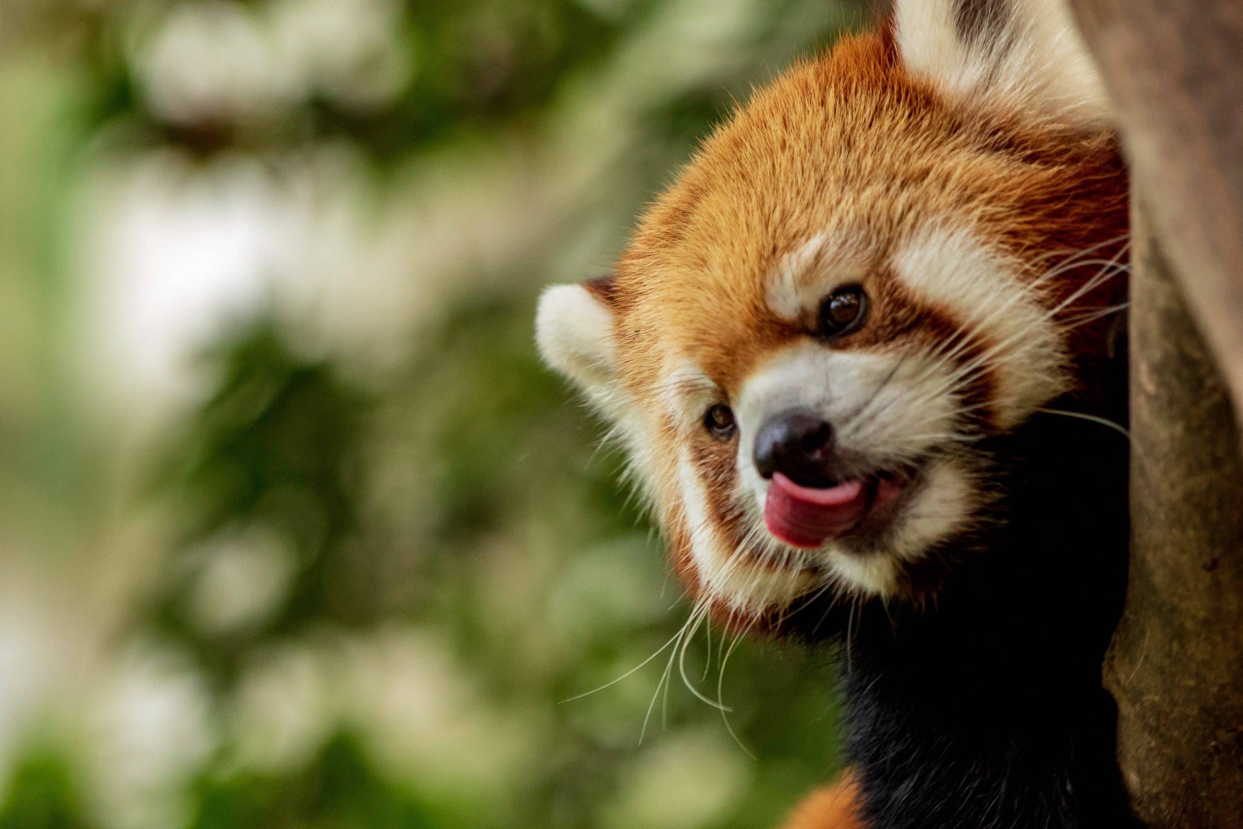 Zoo de Singapour